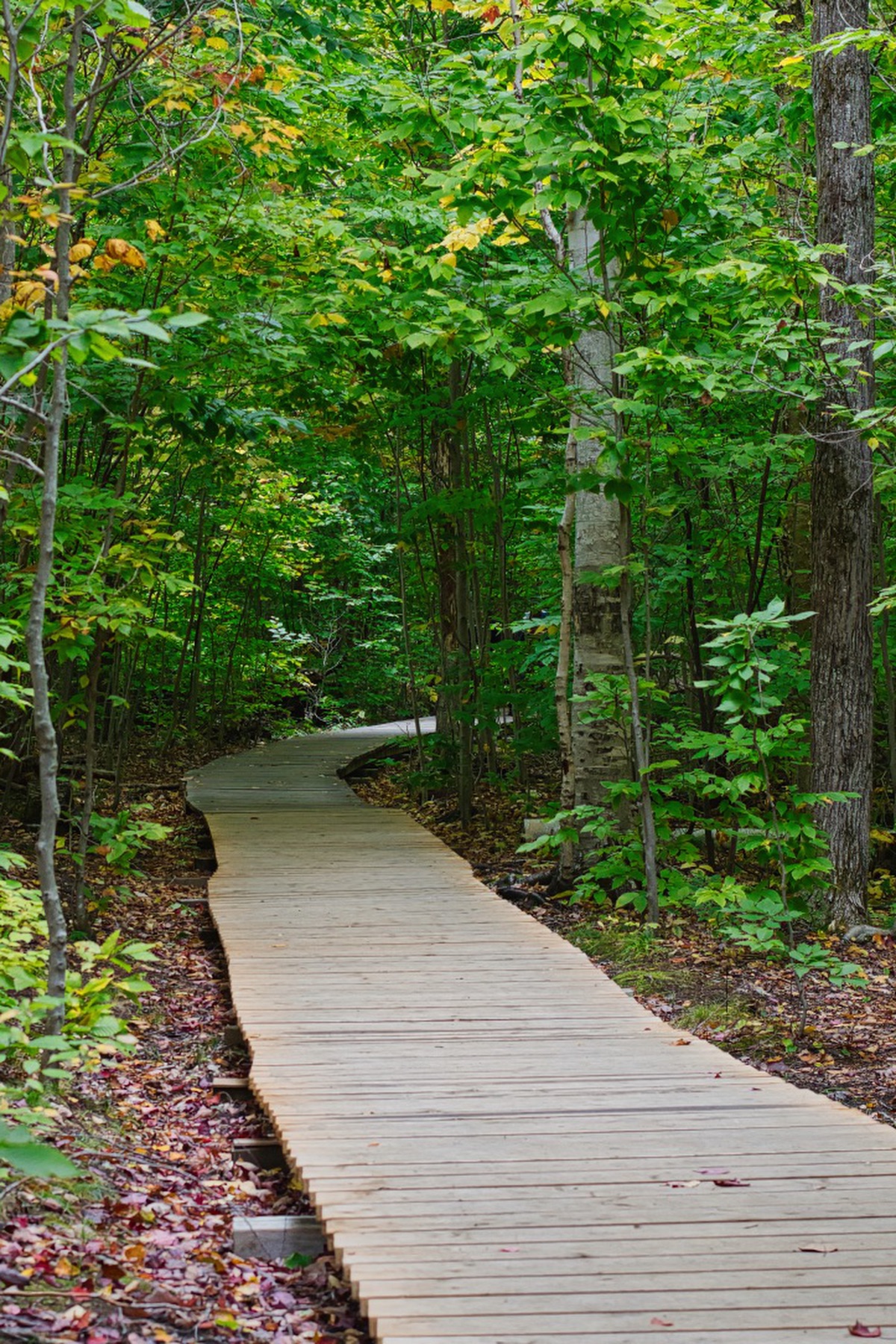 Lookout Point Trail